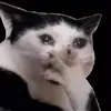 Стикер 51 cats add #cat #коты