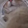 Стикер 23 cats add #cat #коты