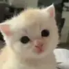 Стикер 9 cats add #cat #коты