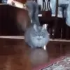 Стикер 56 cats add #cat #коты
