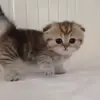 Стикер 28 cats add #cat #коты