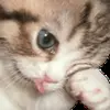 Стикер 26 cats add #cat #коты