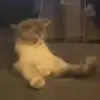 Стикер 17 cats add #cat #коты