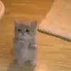 Стикер 53 cats add #cat #коты