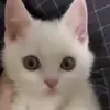 Стикер 20 cats add #cat #коты
