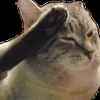 Стикер 22 cats add #cat #коты