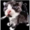 Стикер 44 cats add #cat #коты