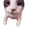 Стикер 4 cats add #cat #коты