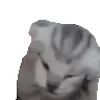 Стикер 3 cats add #cat #коты