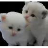 Стикер 33 cats add #cat #коты