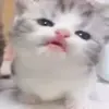 Стикер 16 cats add #cat #коты