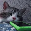Стикер 50 cats add #cat #коты