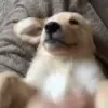 Стикер 58 dogs add #dog #собаки