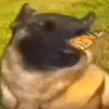 Стикер 49 dogs add #dog #собаки