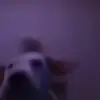 Стикер 10 dogs add #dog #собаки