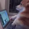 Стикер 27 dogs add #dog #собаки