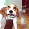 Стикер 33 dogs add #dog #собаки