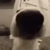 Стикер 2 dogs add #dog #собаки