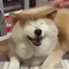 Стикер 6 dogs add #dog #собаки