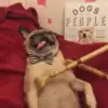 Стикер 16 dogs add #dog #собаки