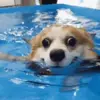 Стикер 48 dogs add #dog #собаки