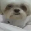 Стикер 13 dogs add #dog #собаки