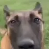 Стикер 50 dogs add #dog #собаки