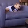 Стикер 31 dogs add #dog #собаки