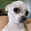 Стикер 5 dogs add #dog #собаки