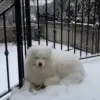 Стикер 40 dogs add #dog #собаки