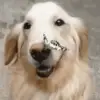 Стикер 60 dogs add #dog #собаки