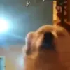Стикер 7 dogs add #dog #собаки