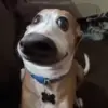 Стикер 47 dogs add #dog #собаки
