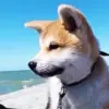 Стикер 21 dogs add #dog #собаки