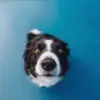 Стикер 22 dogs add #dog #собаки