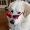 Стикер 9 dogs add #dog #собаки