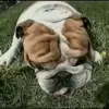 Стикер 46 dogs add #dog #собаки