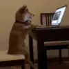 Стикер 38 dogs add #dog #собаки