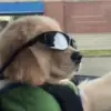 Стикер 32 dogs add #dog #собаки