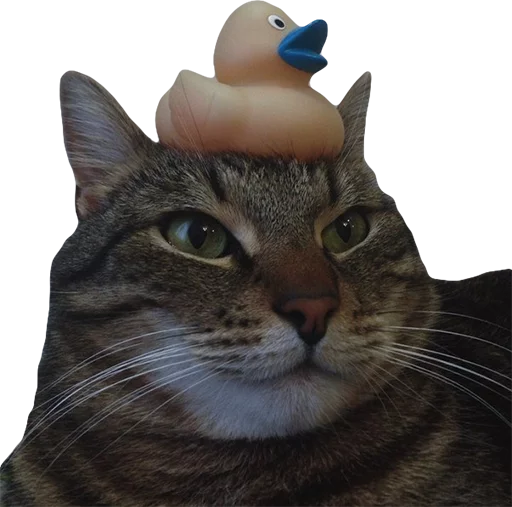 🐤 Стикер «Эти ебучие коты» для Telegram