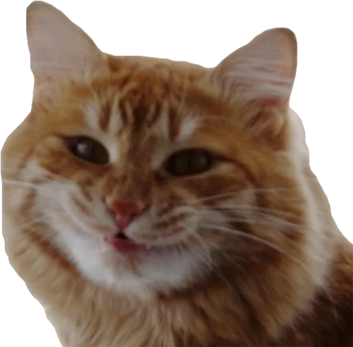 😋 Стикер «Эти ебучие коты» для Telegram