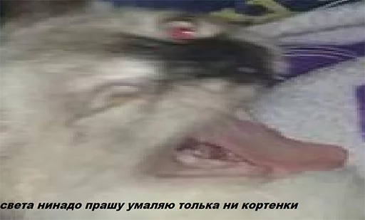 🙅‍♂️ Стикер «Эти ебучие коты» для Telegram