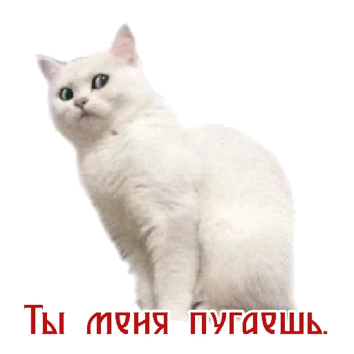 😱 Стикер «MVP WhatsApp» для Telegram