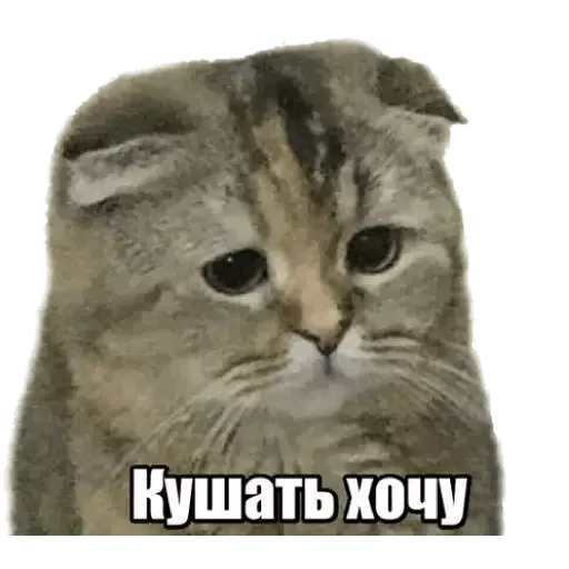🍽 Стикер «MVP WhatsApp» для Telegram
