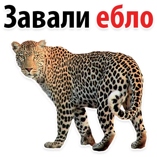 😂 Стикер «Молодёжный сленг» для Telegram