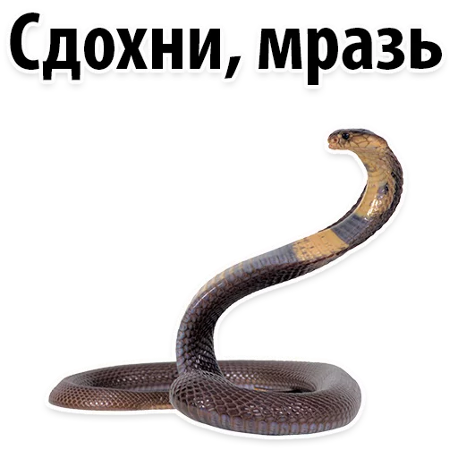 😡 Стикер «Молодёжный сленг» для Telegram