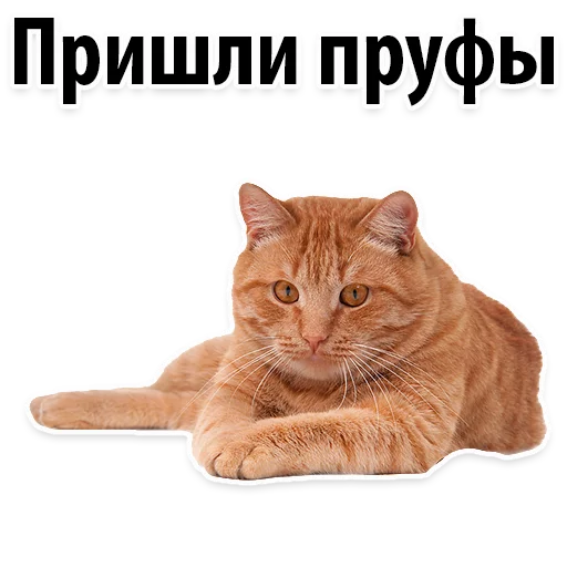 😂 Стикер «Молодёжный сленг» для Telegram