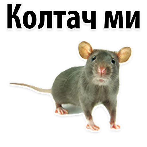 😂 Стикер «Молодёжный сленг» для Telegram