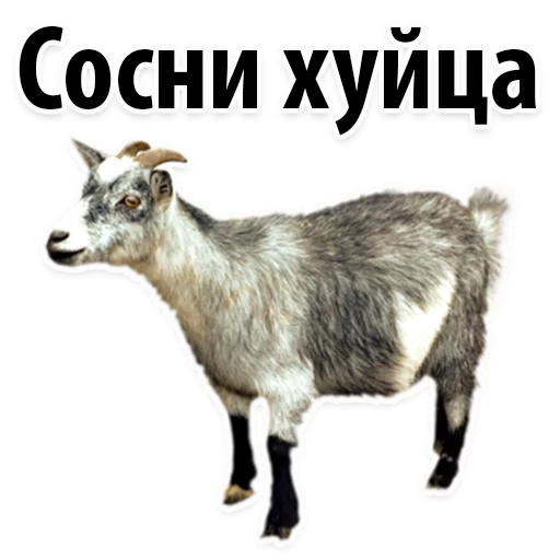 😂 Стикер «Молодёжный сленг» для Telegram