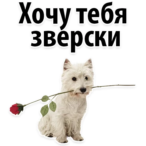 😍 Стикер «Молодёжный сленг» для Telegram